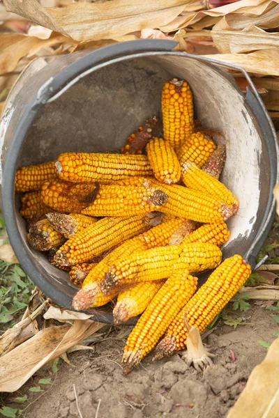 Close up of a bucket with corn cobs in the field. Farmer hands holding corn cobs on the corn field for harvest