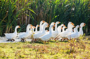 Sonbahar günü çayırda bir grup beyaz kaz..