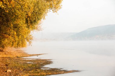 Sonbahar kırsalında sabah manzarası ve Ukrayna 'da sis. Sarı ağaçlar ve sisli güzel doğa..