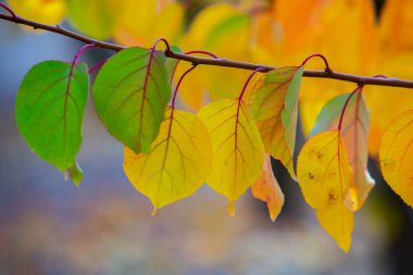 Renkli sonbahar yapraklı fotoğraf. Sihirli sonbahar arkaplanı.