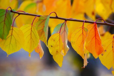 Renkli sonbahar yapraklı fotoğraf. Sihirli sonbahar arkaplanı.