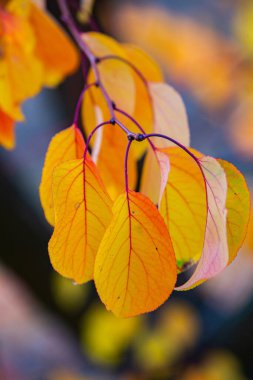Renkli sonbahar yapraklı fotoğraf. Sihirli sonbahar arkaplanı.