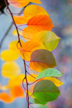 Renkli sonbahar yapraklı fotoğraf. Sihirli sonbahar arkaplanı.