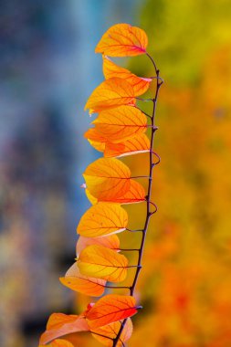 Renkli sonbahar yapraklı fotoğraf. Sihirli sonbahar arkaplanı.
