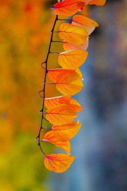 Renkli sonbahar yapraklı fotoğraf. Sihirli sonbahar arkaplanı.