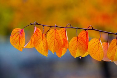 Renkli sonbahar yapraklı fotoğraf. Sihirli sonbahar arkaplanı.