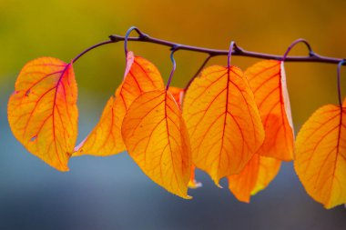 Renkli sonbahar yapraklı fotoğraf. Sihirli sonbahar arkaplanı.