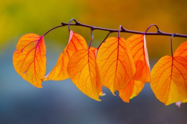 Renkli sonbahar yapraklı fotoğraf. Sihirli sonbahar arkaplanı.