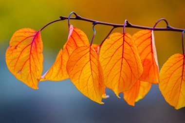Renkli sonbahar yapraklı fotoğraf. Sihirli sonbahar arkaplanı.