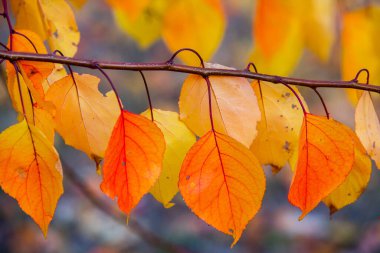 Renkli sonbahar yapraklı fotoğraf. Sihirli sonbahar arkaplanı.