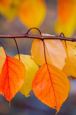 Renkli sonbahar yapraklı fotoğraf. Sihirli sonbahar arkaplanı.