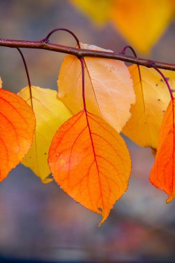 Renkli sonbahar yapraklı fotoğraf. Sihirli sonbahar arkaplanı.