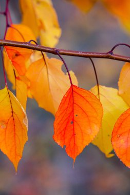 Renkli sonbahar yapraklı fotoğraf. Sihirli sonbahar arkaplanı.