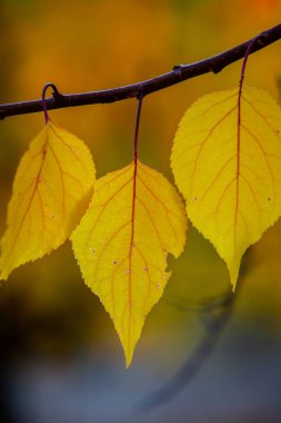 Renkli sonbahar yapraklı fotoğraf. Sihirli sonbahar arkaplanı.