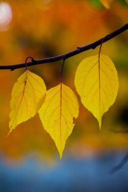 Renkli sonbahar yapraklı fotoğraf. Sihirli sonbahar arkaplanı.