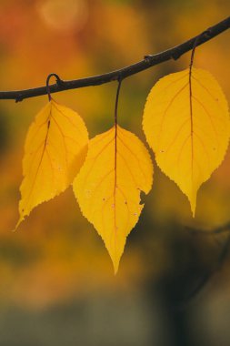 Renkli sonbahar yapraklı fotoğraf. Sihirli sonbahar arkaplanı.