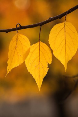 Renkli sonbahar yapraklı fotoğraf. Sihirli sonbahar arkaplanı.