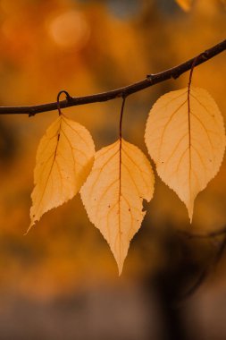 Renkli sonbahar yapraklı fotoğraf. Sihirli sonbahar arkaplanı.