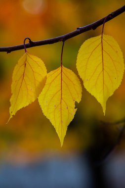 Renkli sonbahar yapraklı fotoğraf. Sihirli sonbahar arkaplanı.