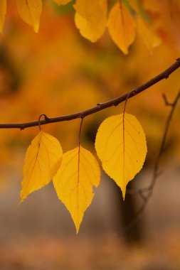 Renkli sonbahar yapraklı fotoğraf. Sihirli sonbahar arkaplanı.