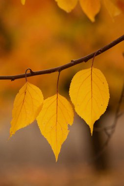 Renkli sonbahar yapraklı fotoğraf. Sihirli sonbahar arkaplanı.