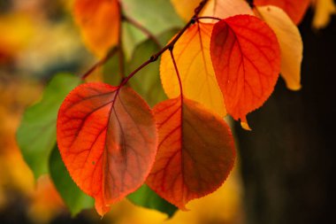 Renkli sonbahar yapraklı fotoğraf. Sihirli sonbahar arkaplanı.