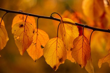 Renkli sonbahar yapraklı fotoğraf. Sihirli sonbahar arkaplanı.