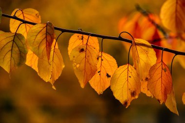Renkli sonbahar yapraklı fotoğraf. Sihirli sonbahar arkaplanı.