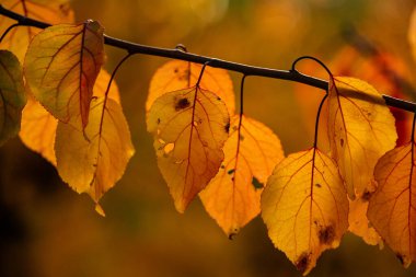Renkli sonbahar yapraklı fotoğraf. Sihirli sonbahar arkaplanı.