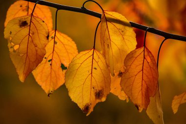 Renkli sonbahar yapraklı fotoğraf. Sihirli sonbahar arkaplanı.