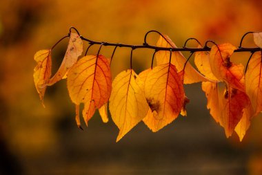 Renkli sonbahar yapraklı fotoğraf. Sihirli sonbahar arkaplanı.