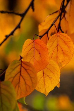 Renkli sonbahar yapraklı fotoğraf. Sihirli sonbahar arkaplanı.