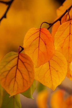Renkli sonbahar yapraklı fotoğraf. Sihirli sonbahar arkaplanı.