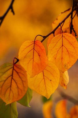 Renkli sonbahar yapraklı fotoğraf. Sihirli sonbahar arkaplanı.