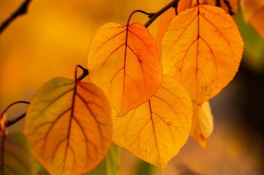 Renkli sonbahar yapraklı fotoğraf. Sihirli sonbahar arkaplanı.