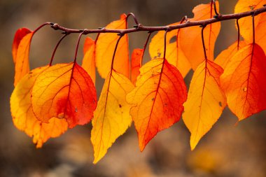 Renkli sonbahar yapraklı fotoğraf. Sihirli sonbahar arkaplanı.