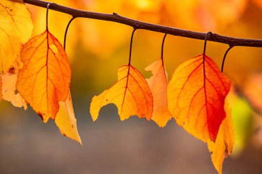 Renkli sonbahar yapraklı fotoğraf. Sihirli sonbahar arkaplanı.