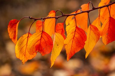 Renkli sonbahar yapraklı fotoğraf. Sihirli sonbahar arkaplanı.