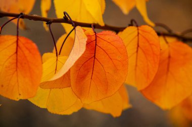 Renkli sonbahar yapraklı fotoğraf. Sihirli sonbahar arkaplanı.