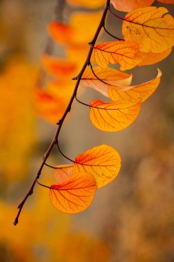 Renkli sonbahar yapraklı fotoğraf. Sihirli sonbahar arkaplanı.