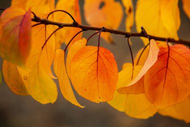 Renkli sonbahar yapraklı fotoğraf. Sihirli sonbahar arkaplanı.