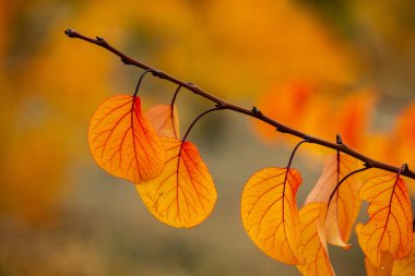 Renkli sonbahar yapraklı fotoğraf. Sihirli sonbahar arkaplanı.