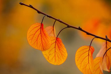 Renkli sonbahar yapraklı fotoğraf. Sihirli sonbahar arkaplanı.