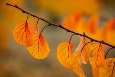 Renkli sonbahar yapraklı fotoğraf. Sihirli sonbahar arkaplanı.