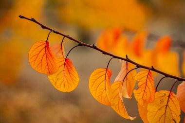 Renkli sonbahar yapraklı fotoğraf. Sihirli sonbahar arkaplanı.