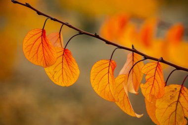 Renkli sonbahar yapraklı fotoğraf. Sihirli sonbahar arkaplanı.