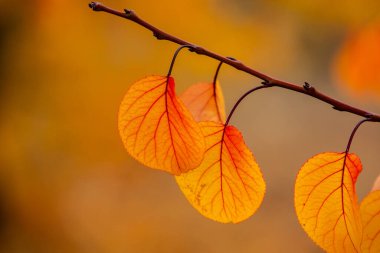 Renkli sonbahar yapraklı fotoğraf. Sihirli sonbahar arkaplanı.