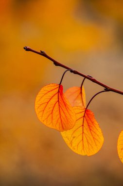 Renkli sonbahar yapraklı fotoğraf. Sihirli sonbahar arkaplanı.