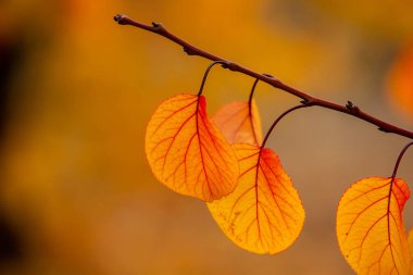 Renkli sonbahar yapraklı fotoğraf. Sihirli sonbahar arkaplanı.