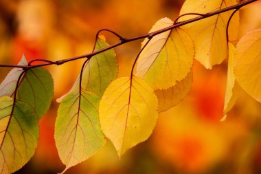 Renkli sonbahar yapraklı fotoğraf. Sihirli sonbahar arkaplanı.